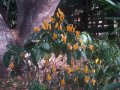 Pachistachis lutea - arbuste exotique  fleurs de mi-ombre 1m